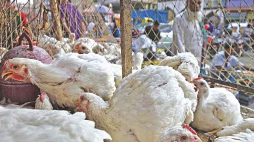 ঈদের আগে ব্রয়লার মুরগির দাম কেজিতে বাড়ল ৪০ টাকা ঈদের আগে ব্রয়লার মুরগির দাম কেজিতে বাড়ল ৪০ টাকা