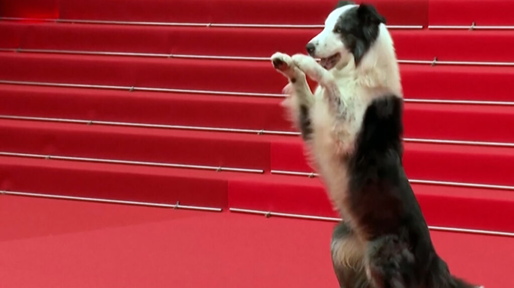 কান উৎসবে নজর কাড়লো চারপেয়ে ’মেসি’! কান উৎসবে নজর কাড়লো চারপেয়ে ’মেসি’!