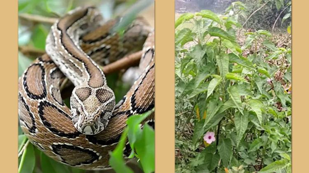 “রাসেল ভাইপার কি এ সময়ের ঢোলকলমি”